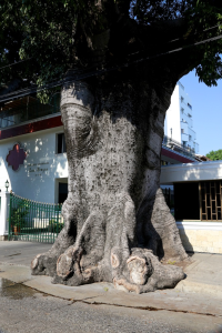 Cartagena Tree