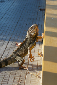Climbing Iguana
