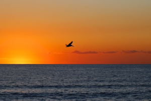 Pelican flying over the sea as sun sets
