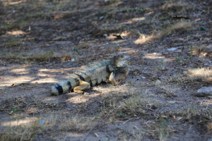 Lizard in Cartagena