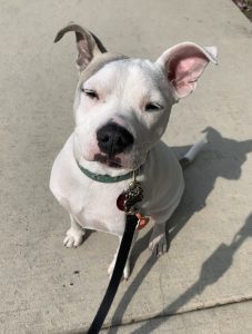 Dog on a leash